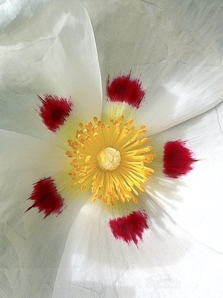 Rock Rose: Cistus x purpureus 'Alan Fradd' - MACRO & CLOSE UPS