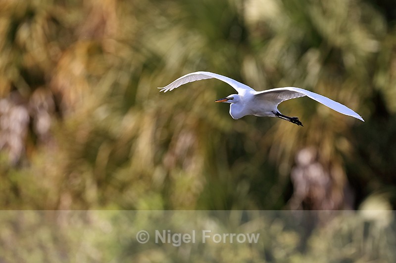 Great Egret flying, trees background - Venice Rookery, Florida - Great Egret