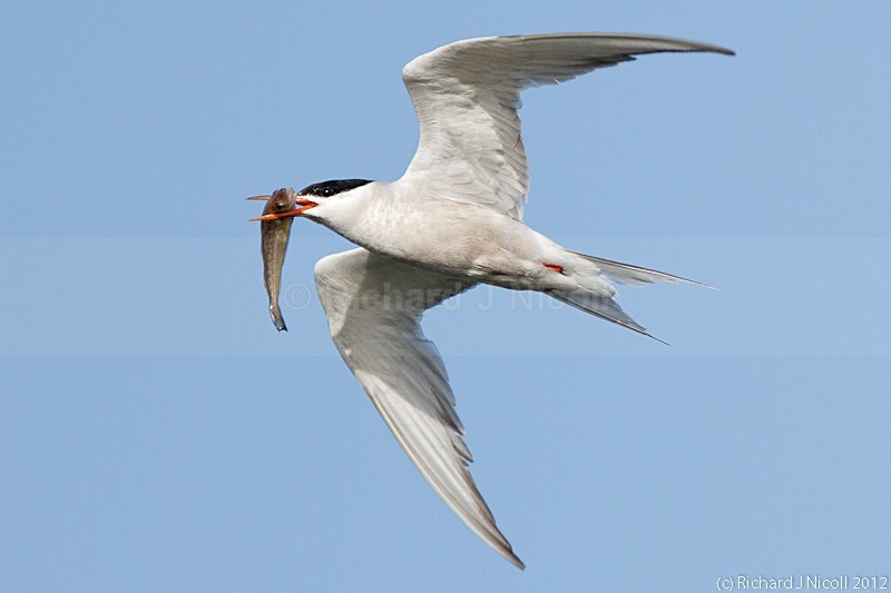 Common Tern (Sterna hirundo) with prey - ARPS Panel