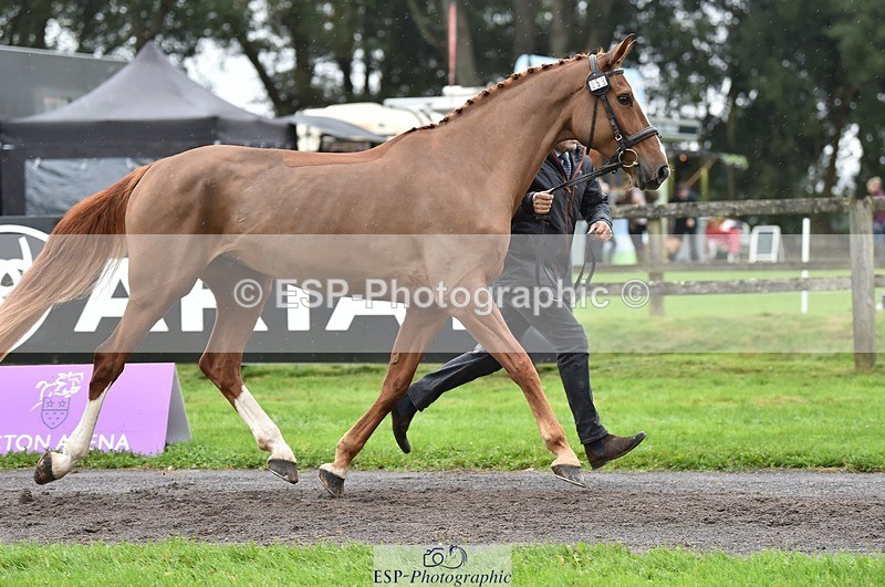 231018-124448-00491 - 059-MINNIE.MANOEUVREZ-Mark.Ford-TrotUp