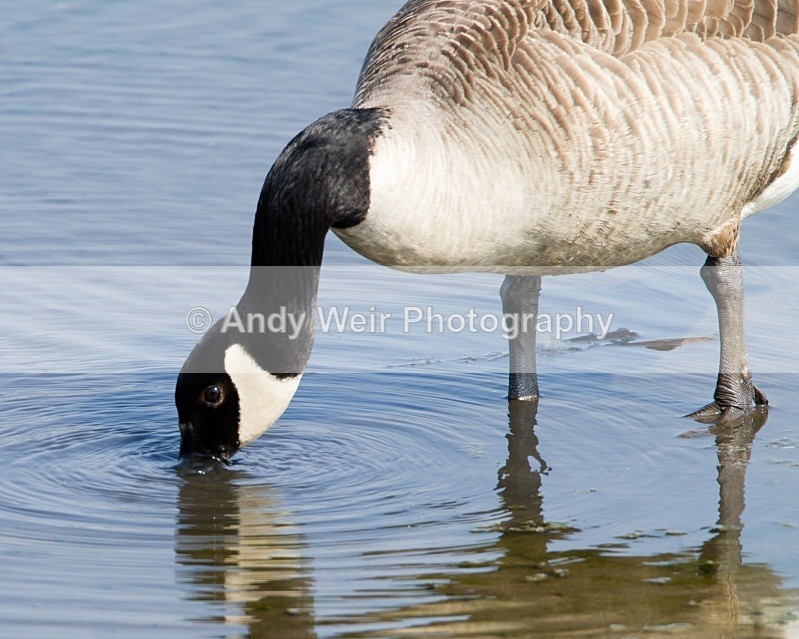 20110422-IMG_4630 - Geese