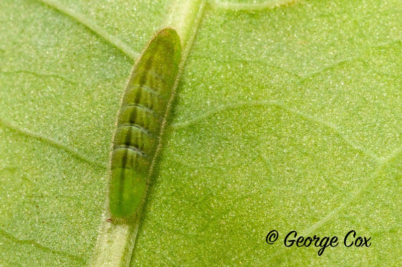 Large Copper Larvae - British Butterflies