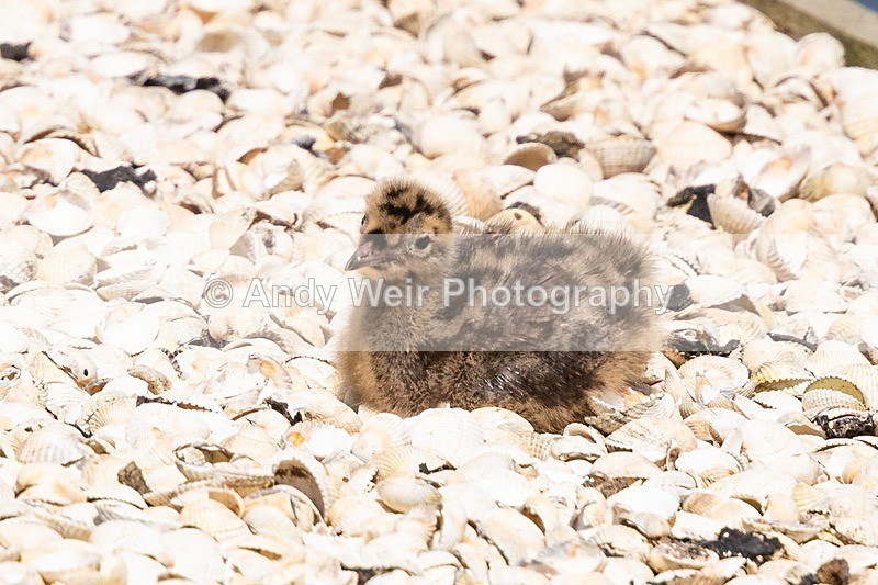 20180529-Woolston8E0A6573 - Gulls