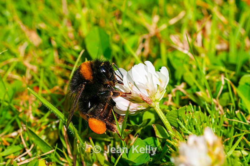 Bee on a white clover - DSC_4261 - Insects
