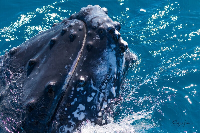 Closeup 2  0A3A0980 - Humpback Whales