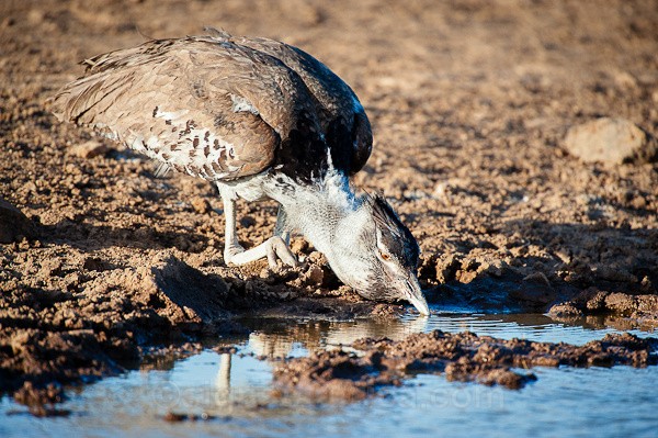 Kori Bustard, Nairobi National Park, Kenya
