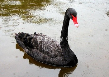 Black Swan - Mixture A4