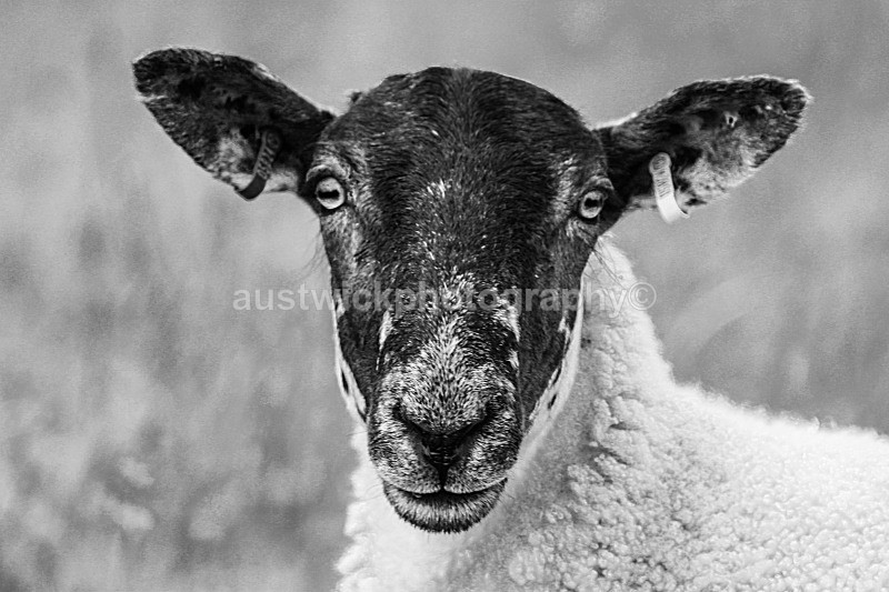 Sheep Portrait BW - Animals