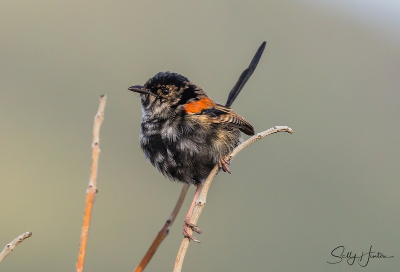 Red Wren Young Male 4