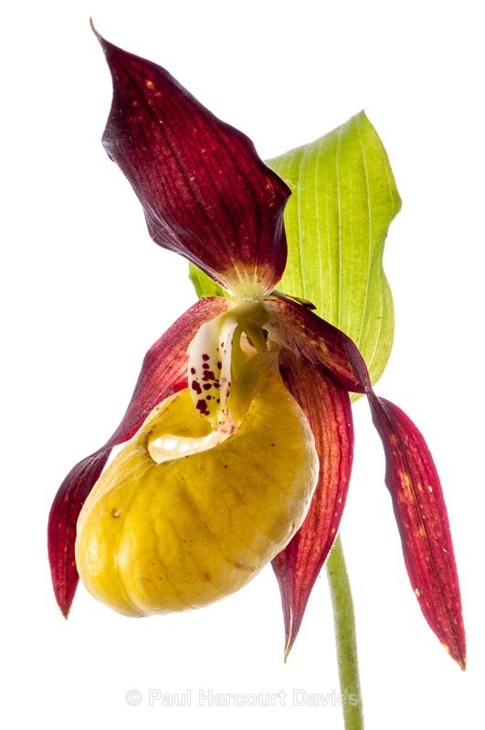  - WB: Orchids - Various