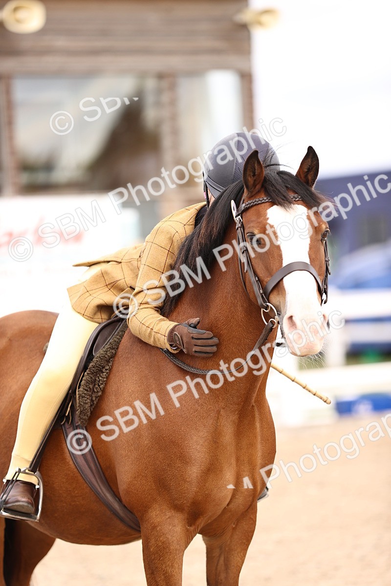 SBM_16013 - Class 417 - Handsomest Gelding (IH or Ridden) Jnr