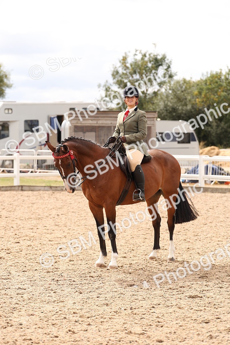 SBM_17369 - Class 214 - Ridden Hack Riding Horse