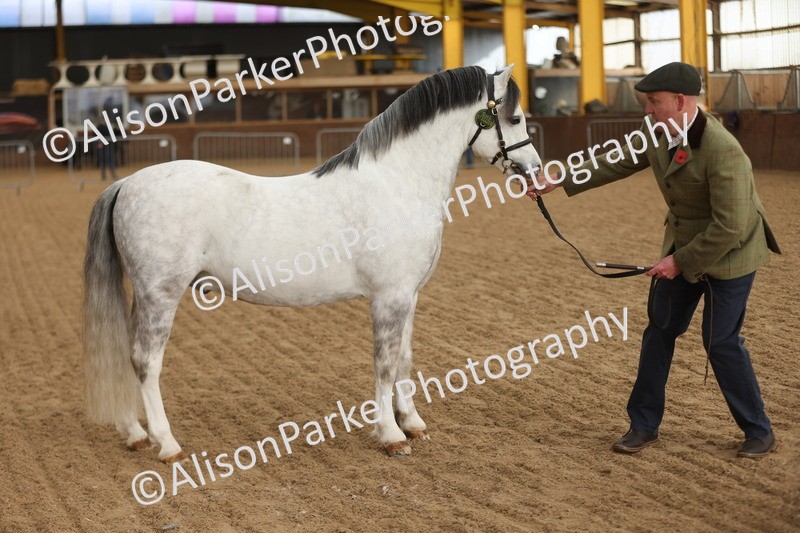 20251109-0535 - Class 20 - Stallions 4 Years and over