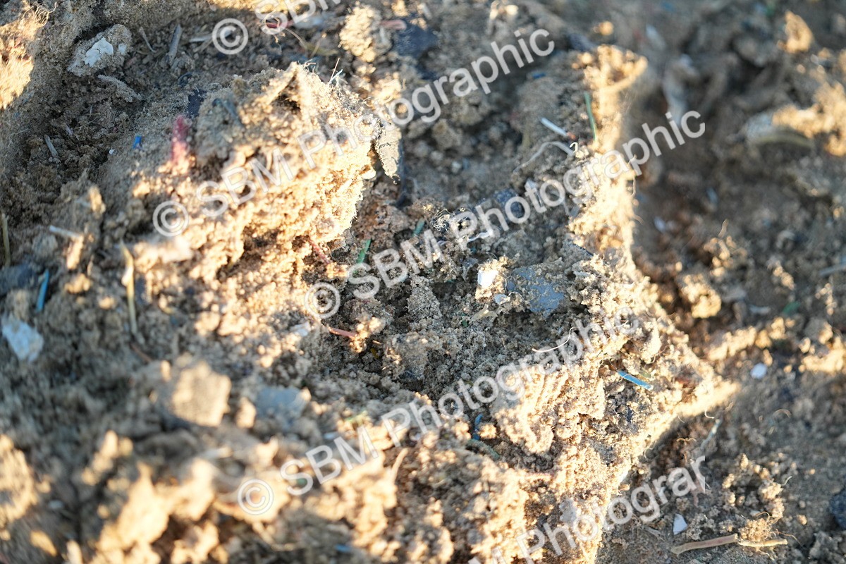 SBM_006327 - Class 6 - N2- E2-90cm