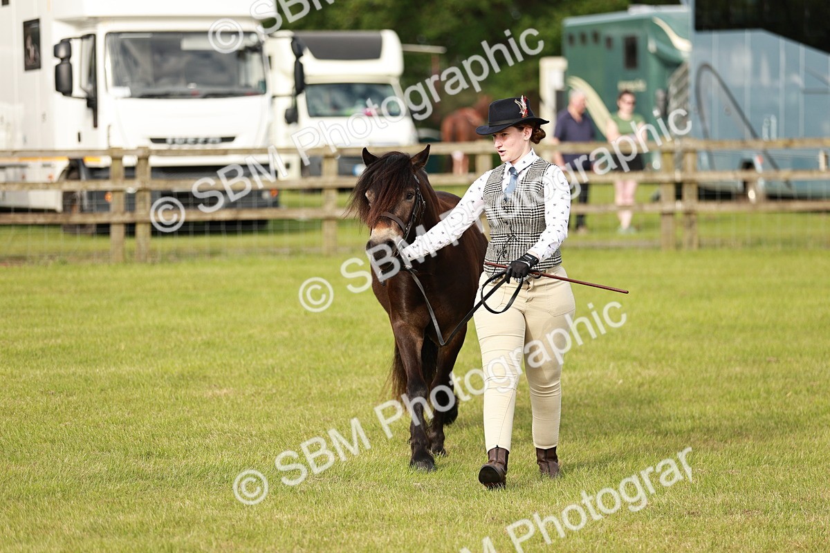 SBM_00400 - Class 14-23 - Mountain & Moorland In Hand Non Welsh