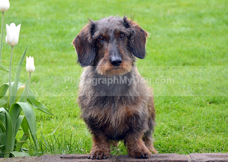  - Dachshunds
