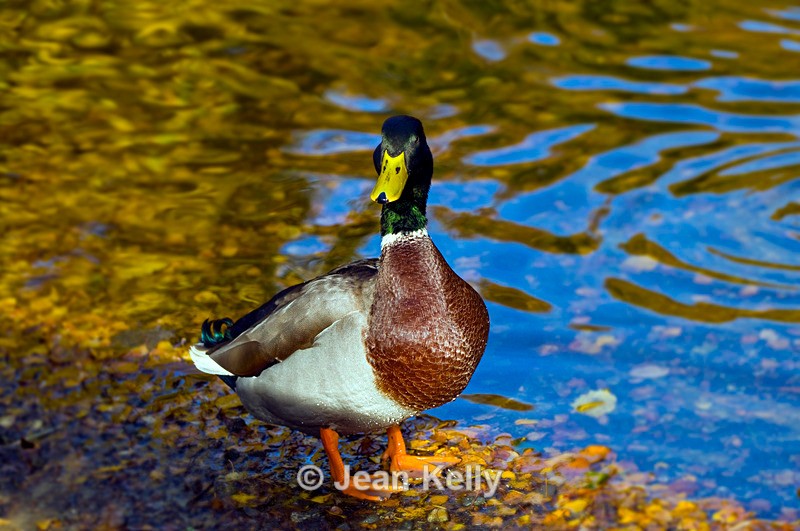 Mallard Duck - DSC_7675 - Birds