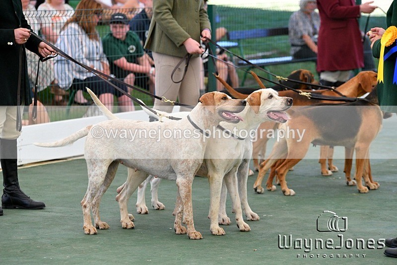 WJ5_1126 - Berks & Bucks at the Great Yorkshire Show 2025