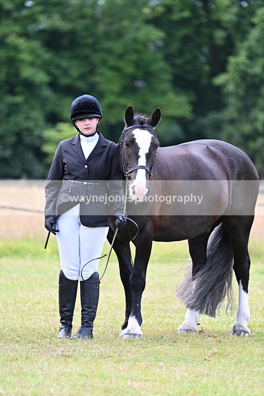 WJ7_7122 - Class 5a Most Handsome Gelding in Hand