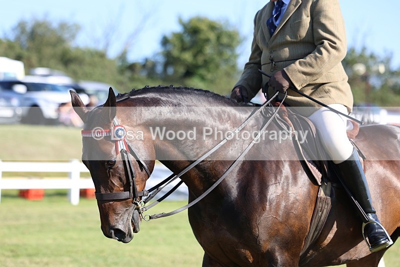 3E7A5426 - Class 2: Rising Star Large Hack/Riding Horse
