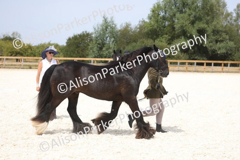 20260802-1525 - Class 16 - Best Horse or Pony
