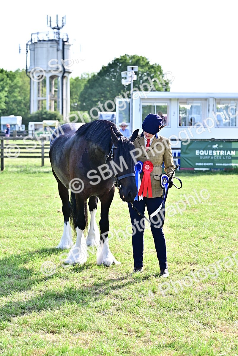 SBM_10167 - Class 63-65 - Traditional Gypsy Cobs In Hand & Ridden