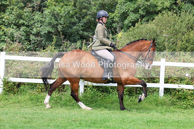 3E7A8649 - Class 5: Working Show Horse