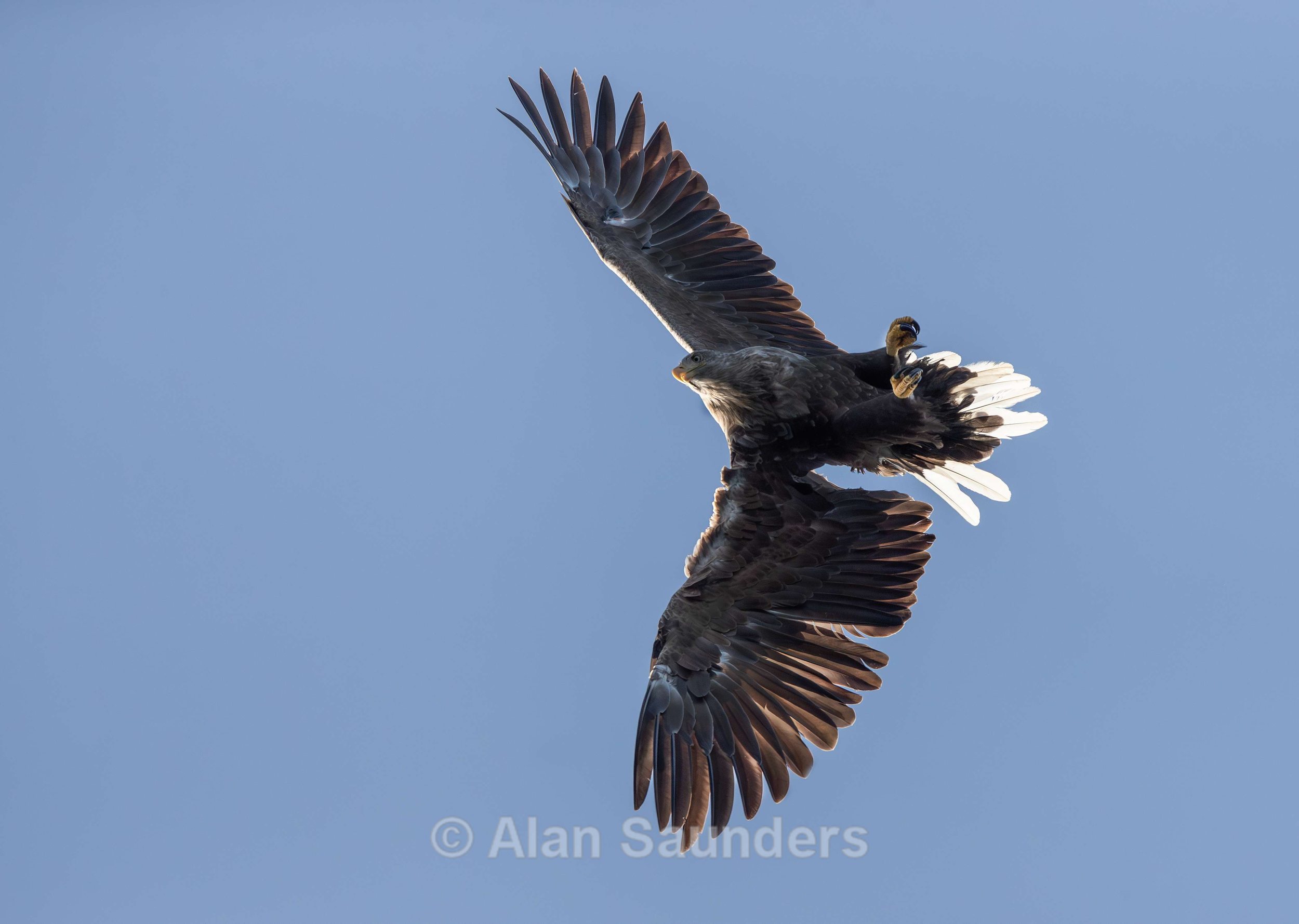 White Tailed Eagle 104