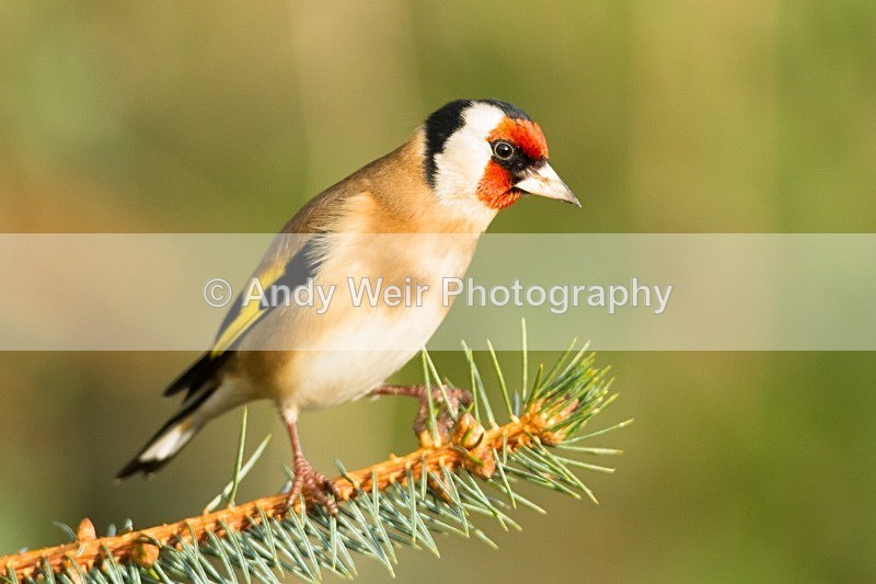 20121208-_MG_1775 - Goldfinch