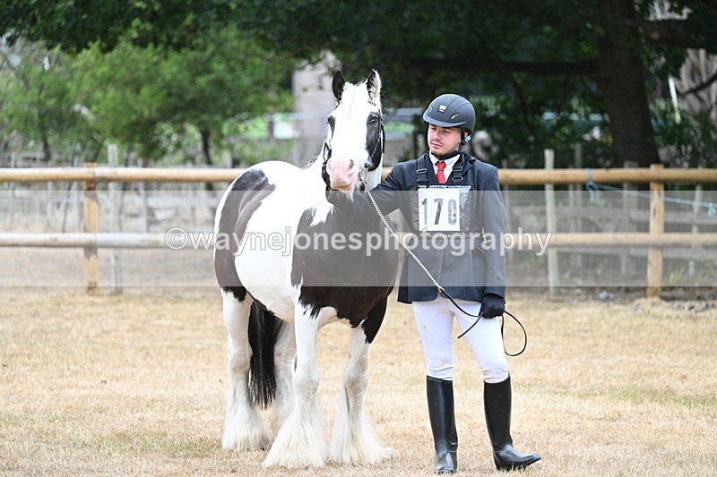WJ7_9561 - Class 5 Most Handsome Gelding (up to 14.2hh)