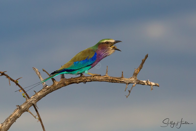 Roller with Insect 4