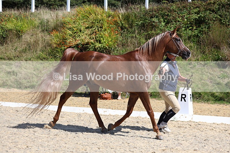 3E7A9766 - Class 33: Arab In Hand