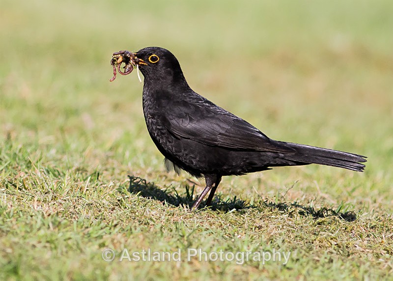 Astland Photography, Bird and Wildlife Images, Susan and Peter Wilson, U.K