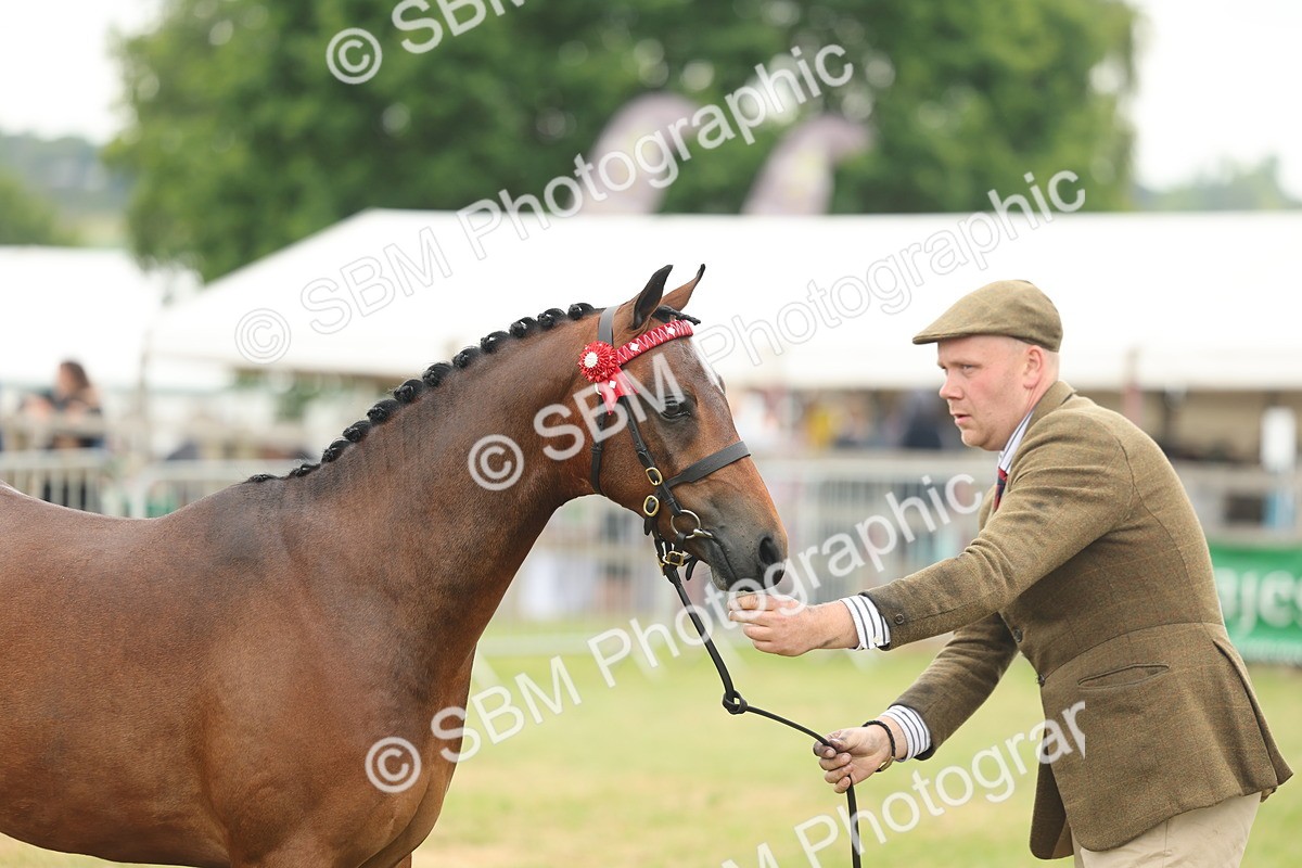 SBM_05445 - Class 68-73 - Riding Pony Breeding