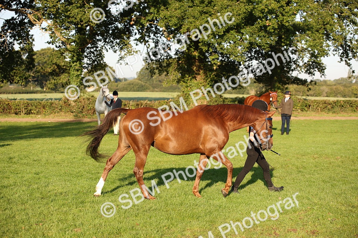 SBM_57565 - S50 - Foreign Breeds In Hand