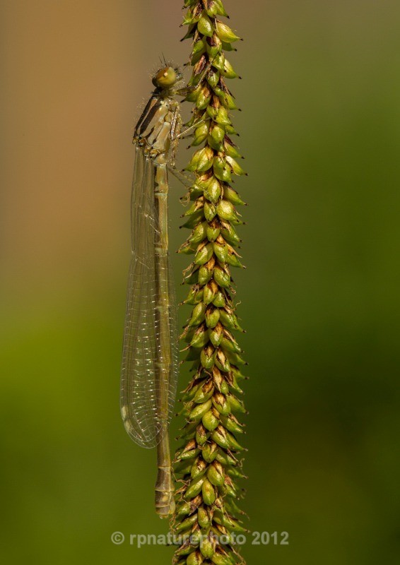 Azure Damselfy (Female) - Coengarion puella RPNP0703 - Insects & Spiders