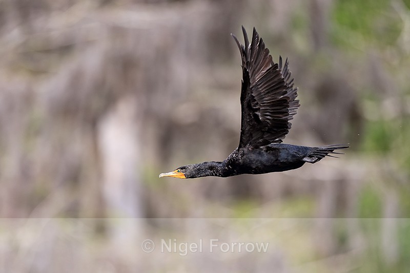 Double-crested Cormorant in flight, Blue Cypress Lake, Florida - Double-crested Cormorant