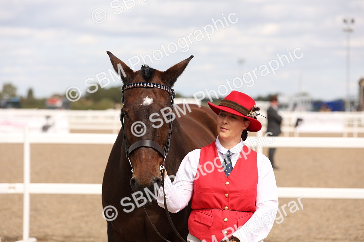SBM_15388 - Class 210- IH Show Horse