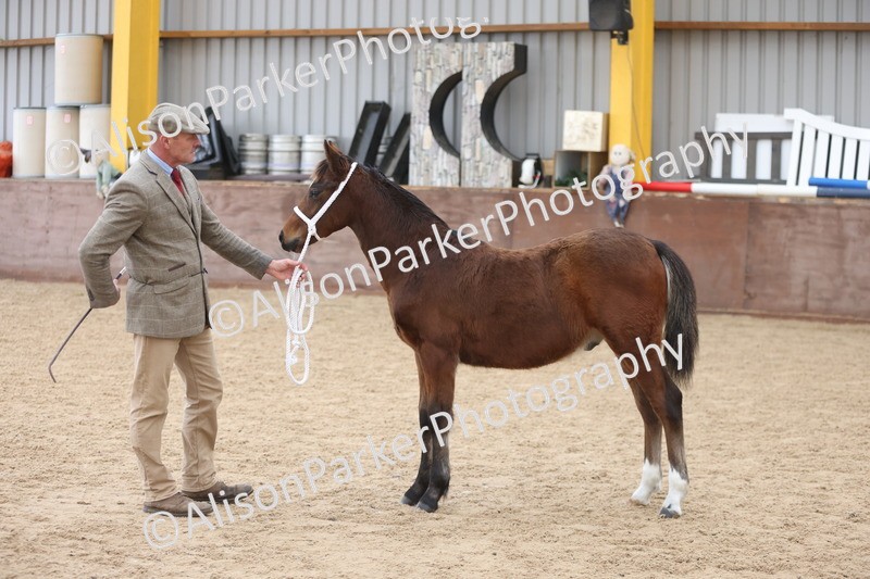 20251109-0803 - Class 24 - Foals