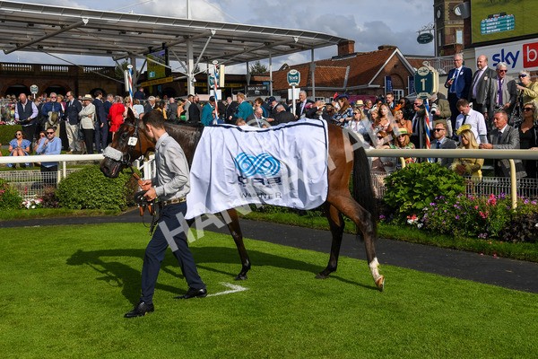 240823-Race 6-Gushing Gold-0760 - Race 6 4.45pm Or8Wellness EBF Stallions Nursery Handicap