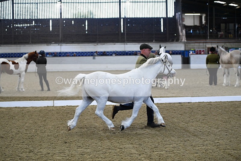 WJ5_3658 - Class 5 In Hand Veterans