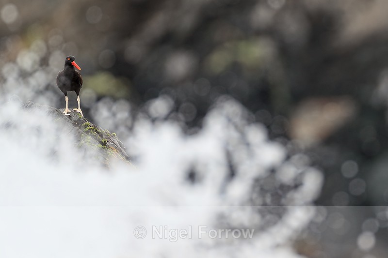 Blackish Oystercatcher & sea spray, Chile - Blackish Oystercatcher