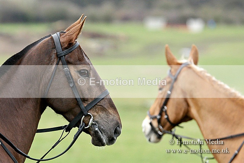 PtP 150320 0533a - New Forest Point-to-Point Larkhill 15/03/20