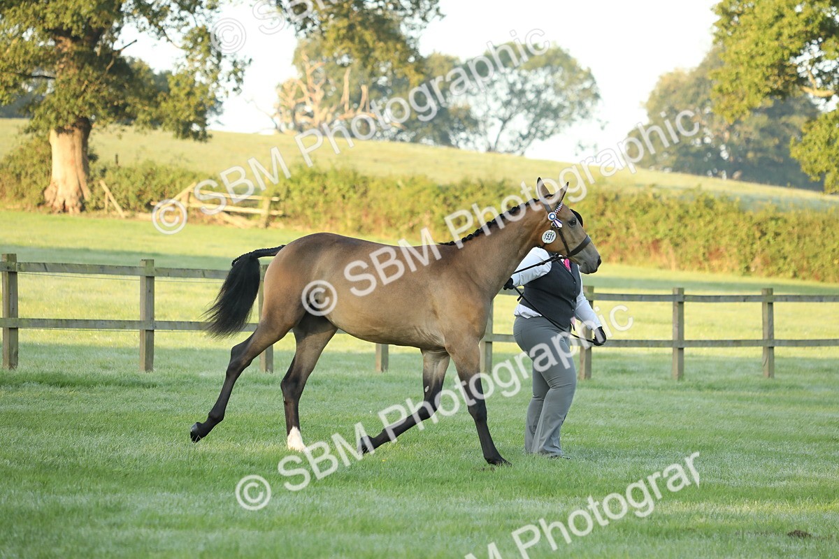 SBM_57824 - S42 - Youngstock