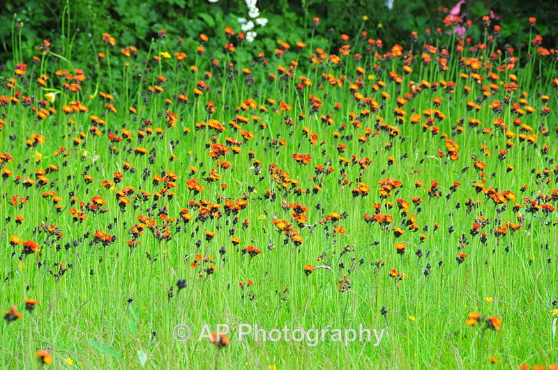 ACP_4395 - Plants