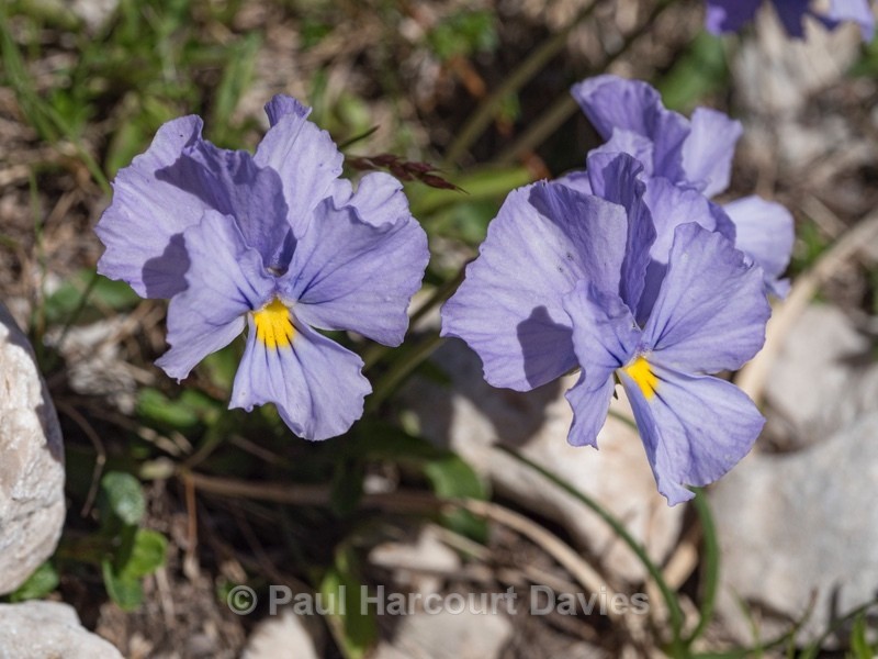 Eugenia's pansy (Viola eugeniae) - Wild Flowers - 1