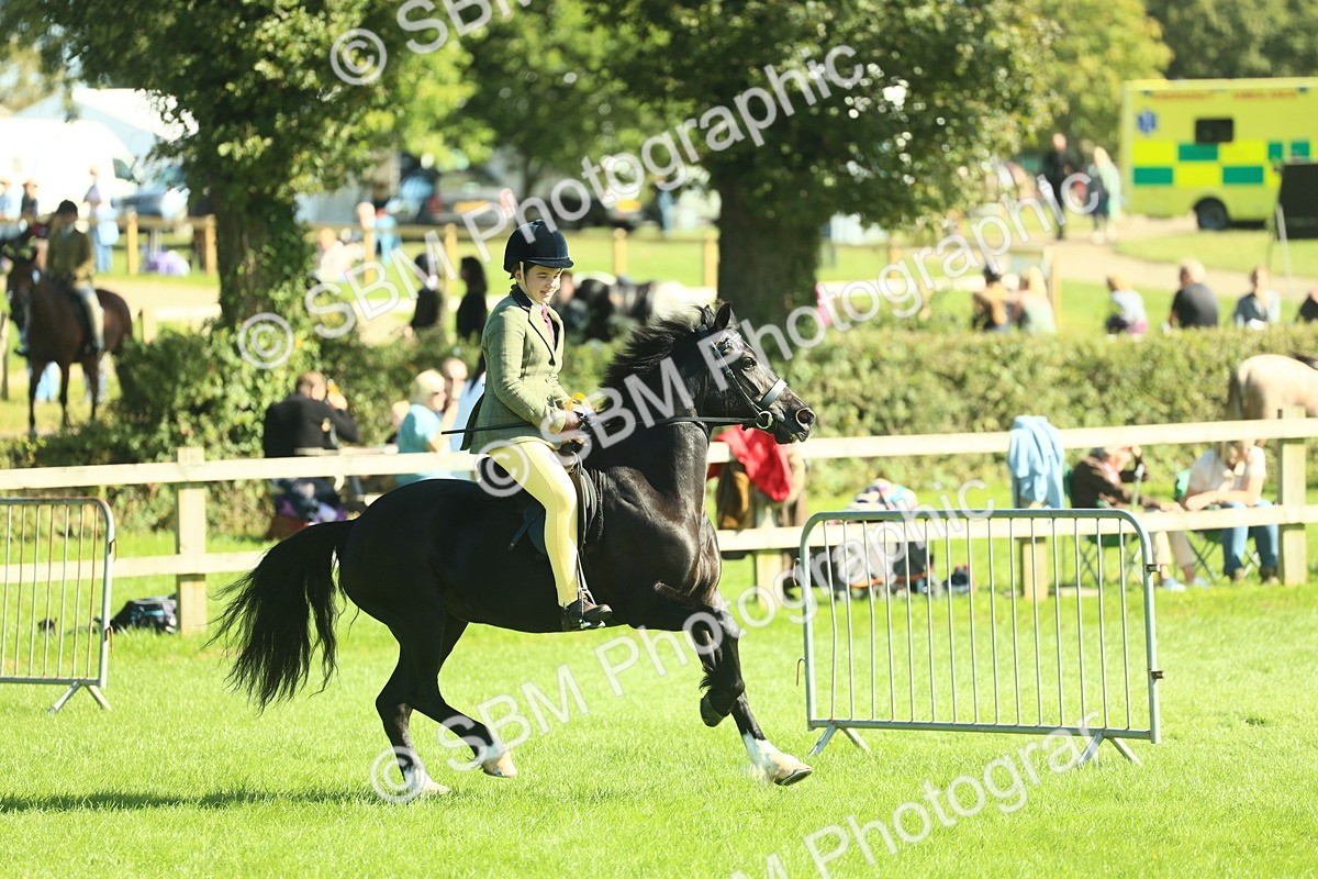 SBM_39108 - S29 - Novice & Newcomers Working Hunter Pony