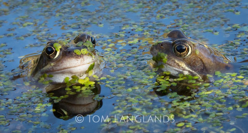 Common Frog - Reptiles and Amphibians