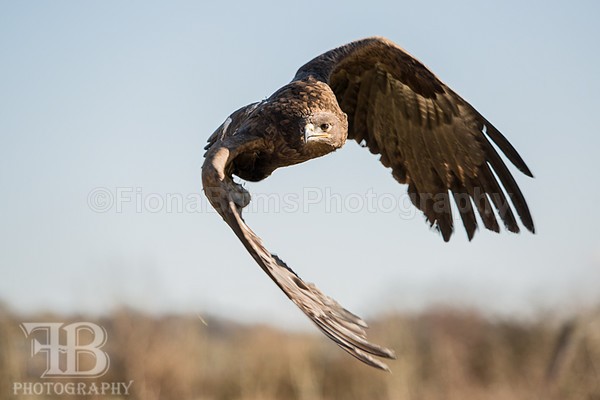 wow march 16 Photo day-114 - Birds of Prey