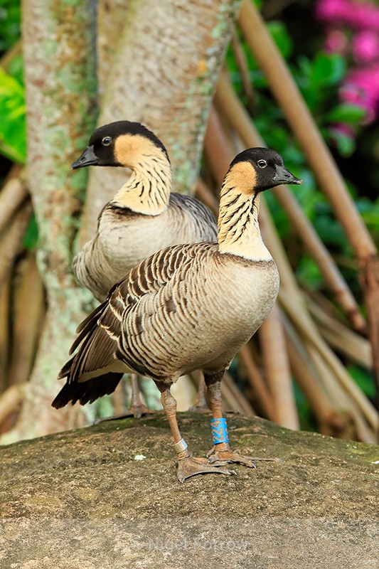 Hawaiian Geese pair, Kilauea Point, Kauai - Hawaiian Goose